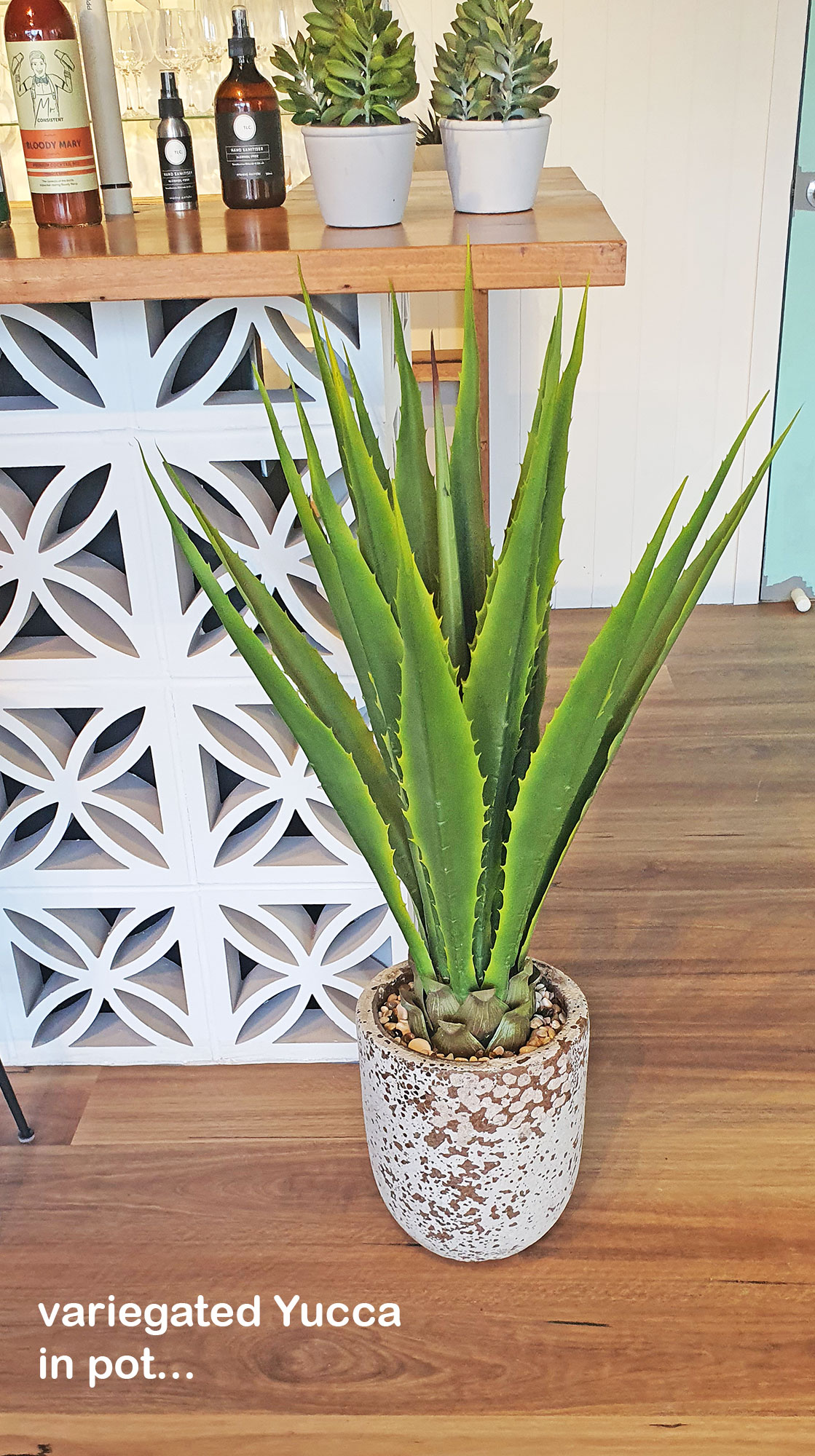 Yucca- variegated 1m