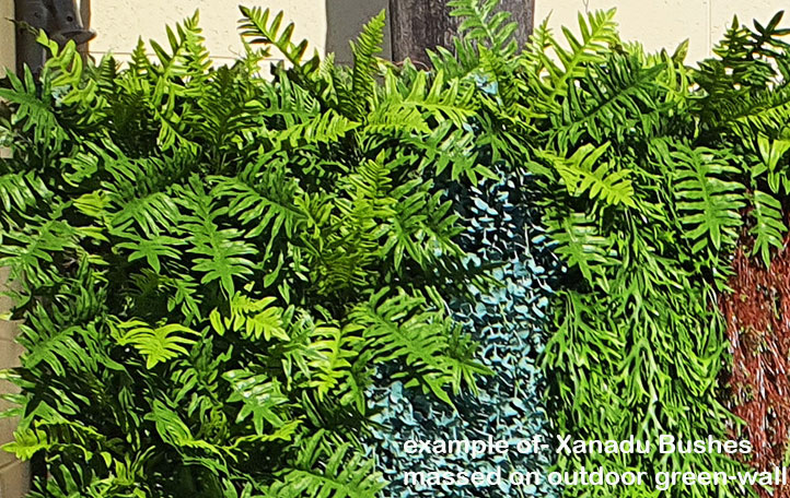 Xanadu Bush UV-treated