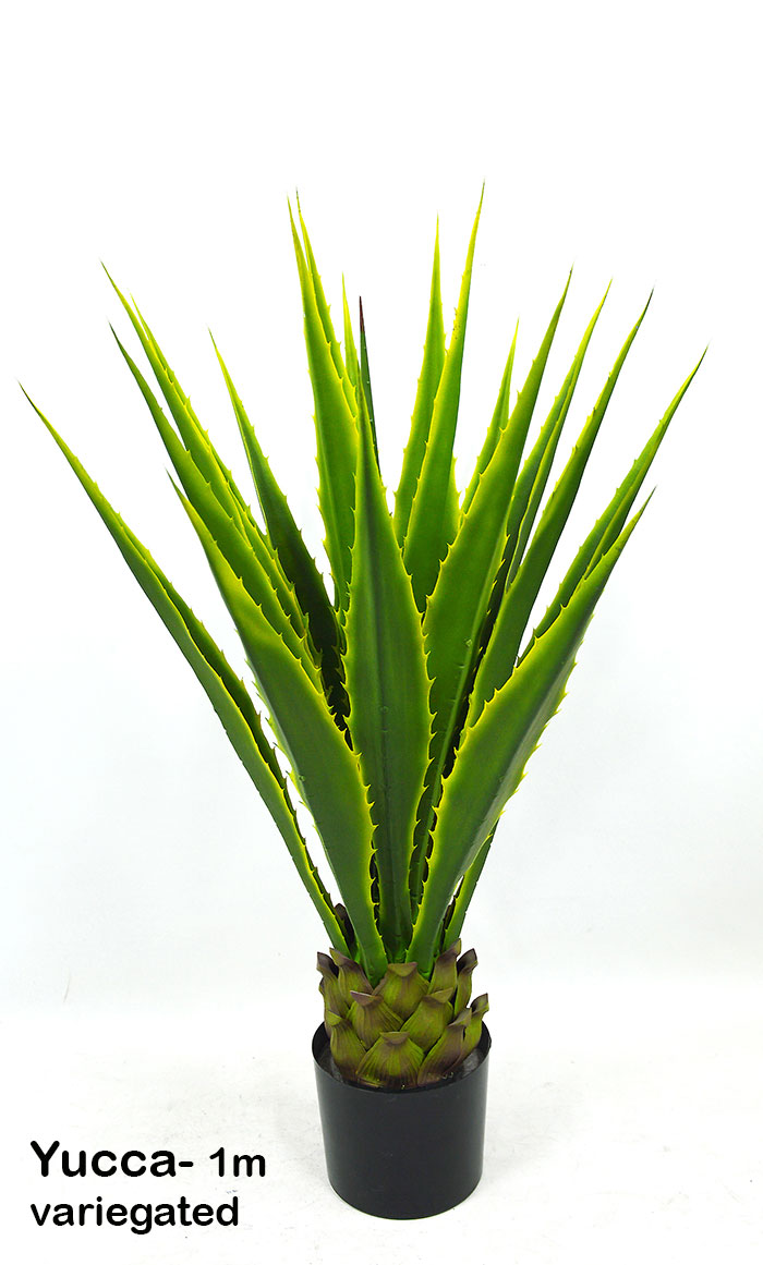 Yucca- variegated 1m