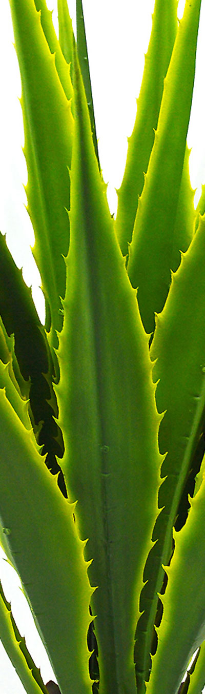 Yucca- variegated 1m