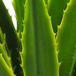 Yucca- variegated 1m - artificial plants, flowers & trees - image 1