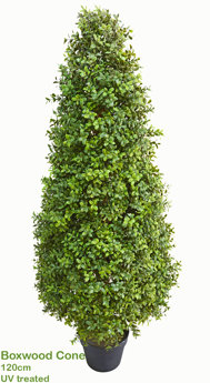 Boxwood Cone 120cm UV