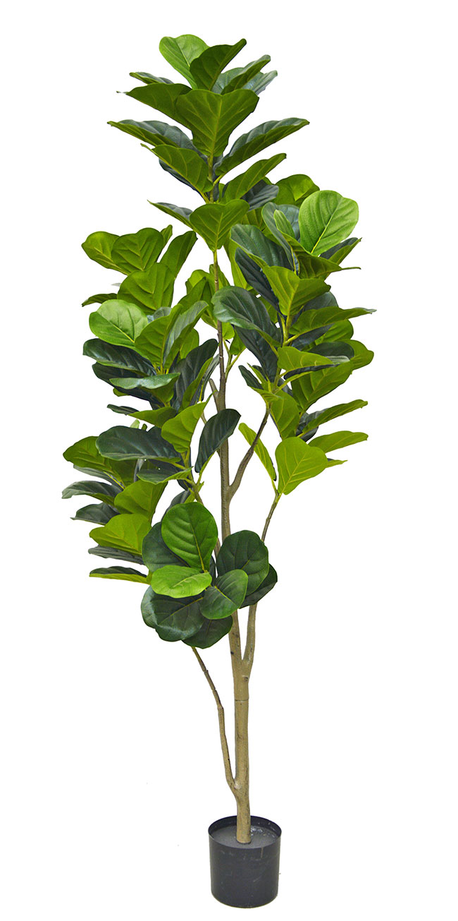 Fiddle-Leaf Ficus 1.8m