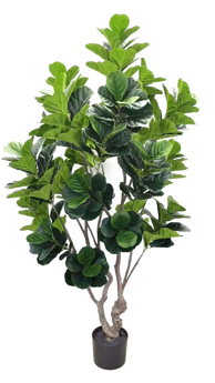 Fiddle-Leaf Ficus 2.4m branching