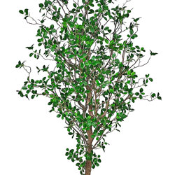 Lilly Pilly 1.7m  - artificial plants, flowers & trees - image 2