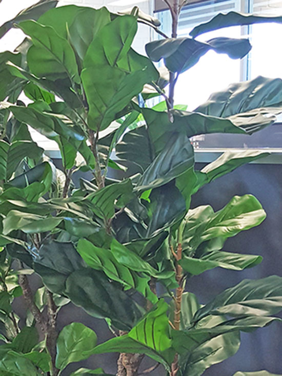 Trough Planters- with Fiddle-Leaf Ficus 1.65m tall