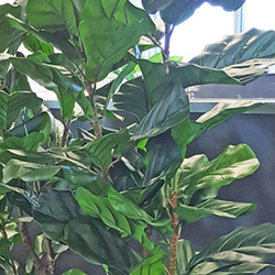 Trough Planters- with Fiddle-Leaf Ficus 1.65m tall - artificial plants, flowers & trees - image 1