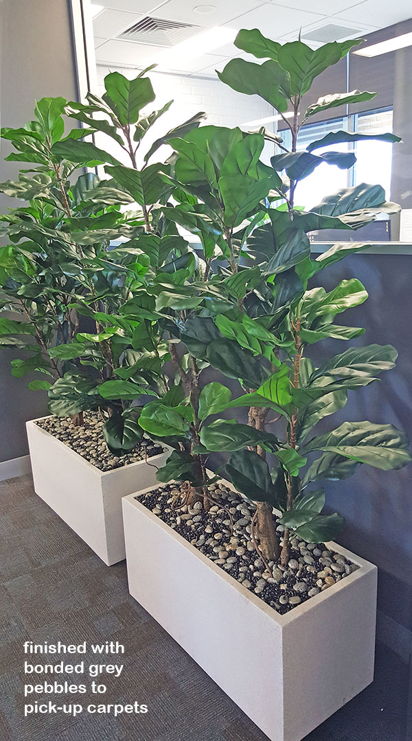 Trough Planters- with Fiddle-Leaf Ficus 1.65m tall