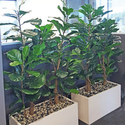 Trough Planters- with Fiddle-Leaf Ficus 1.65m tall - artificial plants, flowers & trees - image 5