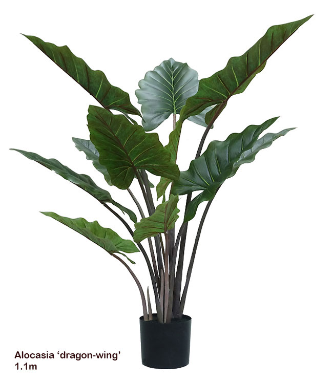 Alocasia 'dragon-wing' 1.1m