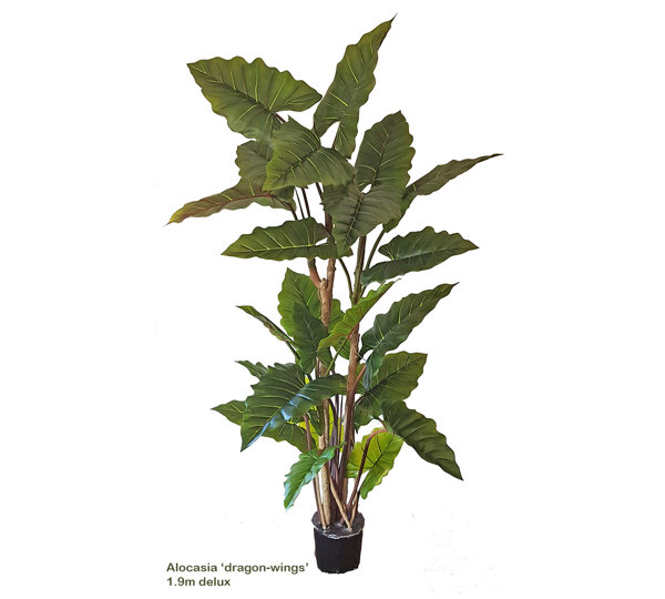 Alocasia 'dragon-wing' 1.9m delux