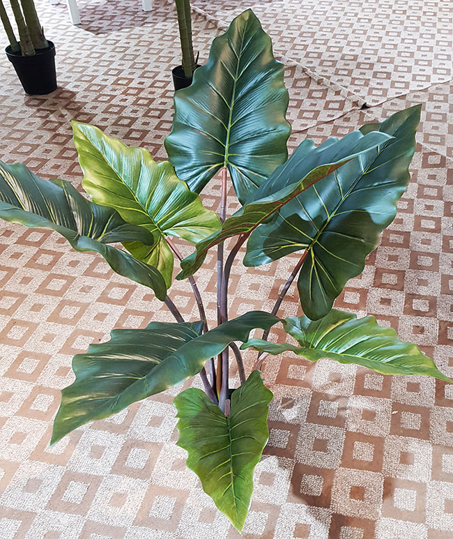 Alocasia 'dragon-wing' 1.9m delux
