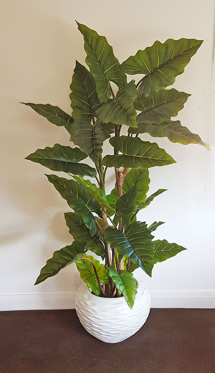 Alocasia 'dragon-wing' 1.9m delux