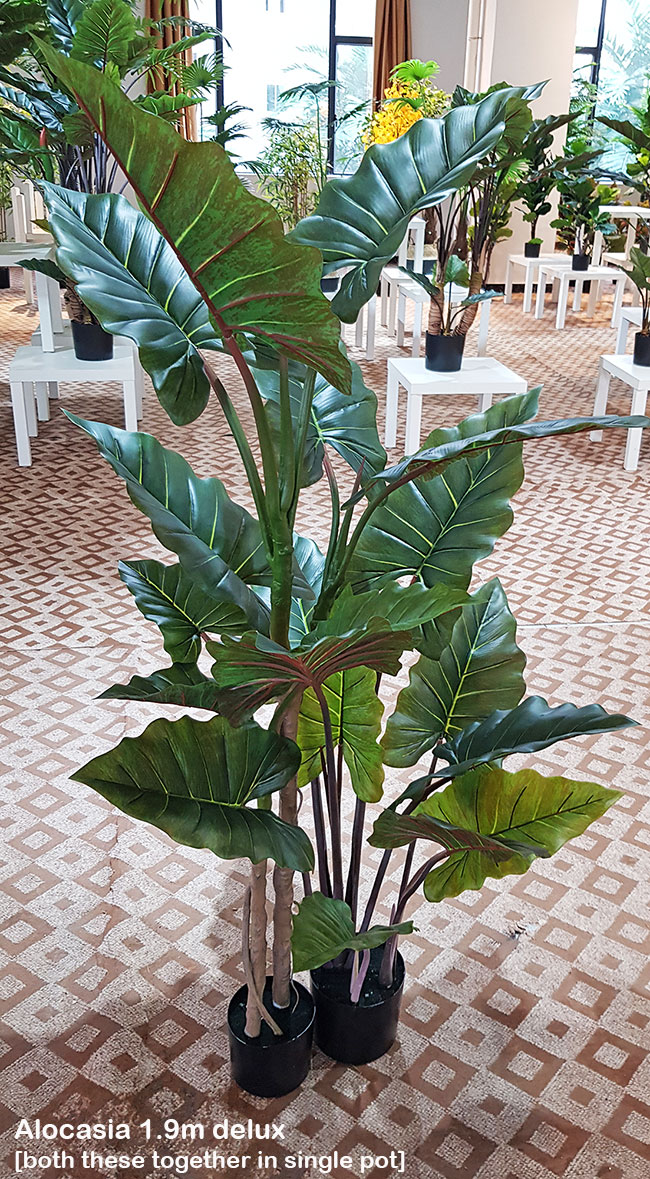 Alocasia 'dragon-wing' 1.9m delux