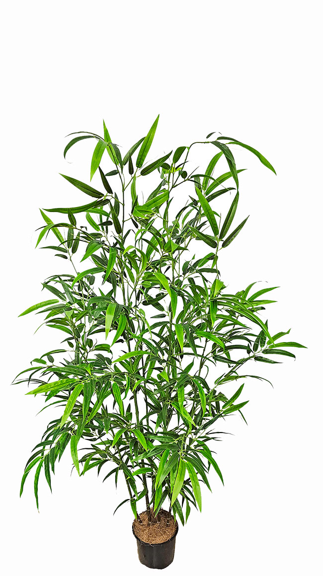 Bali Bamboo 1.6m