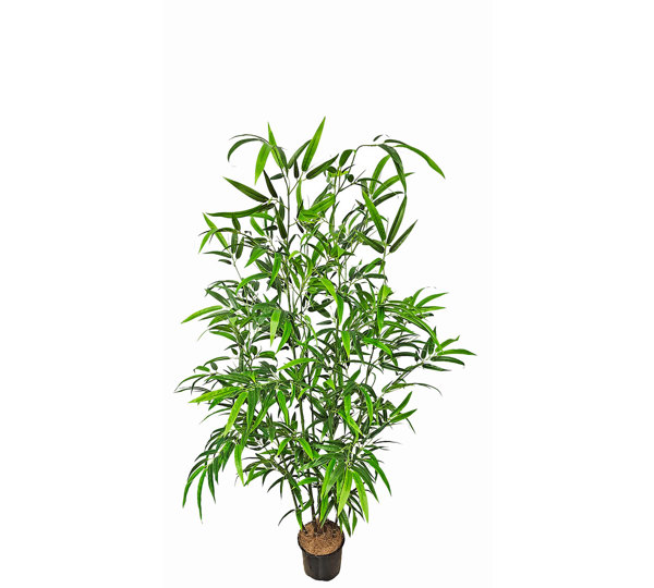 Bali Bamboo 1.6m
