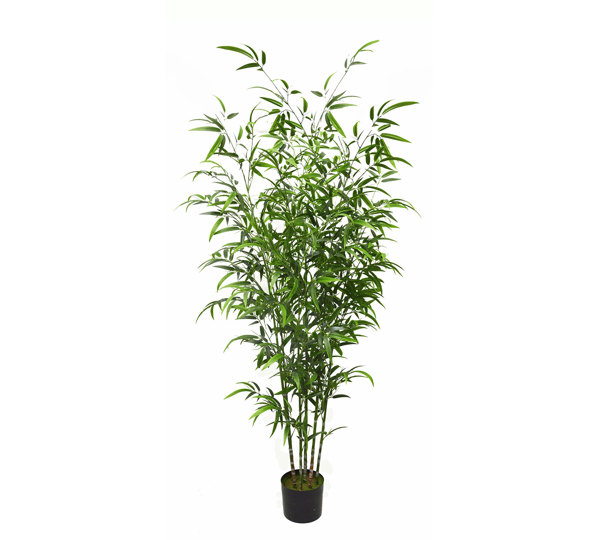 Bali Bamboo 1.8m
