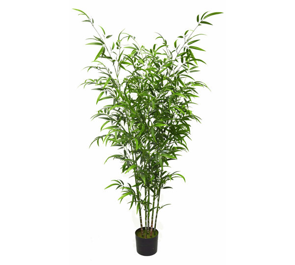 Bali Bamboo 2.1m