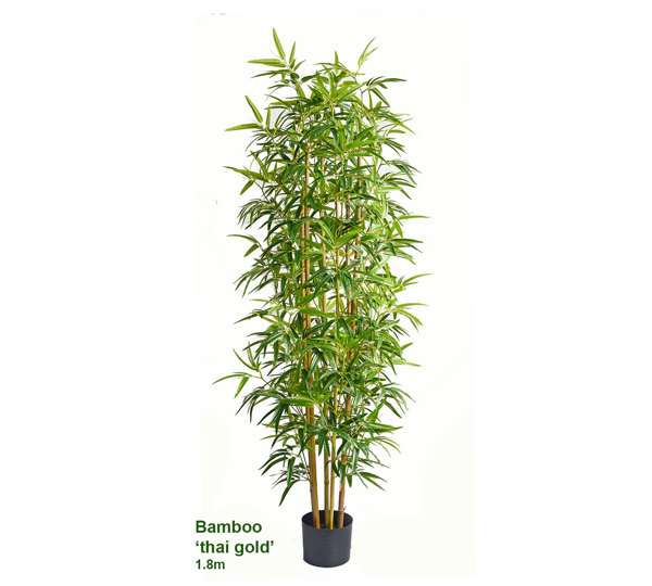 Bamboo 'thai gold' 1.8m