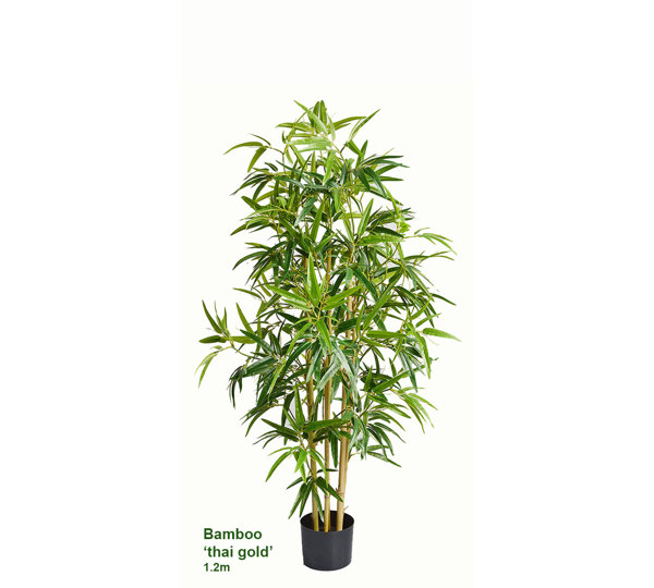 Bamboo 'thai gold' 1.2m