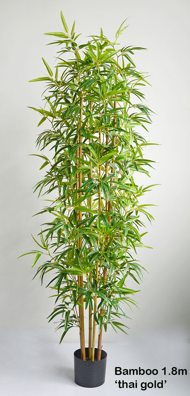 Bamboo 'thai monsoon' 1.8m
