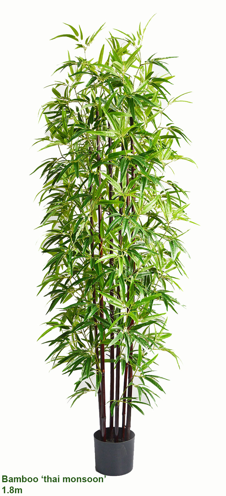 Bamboo 'thai monsoon' 1.8m