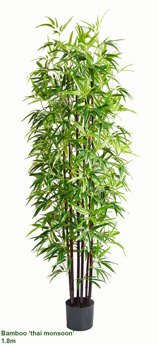 Bamboo 'thai monsoon' 1.8m