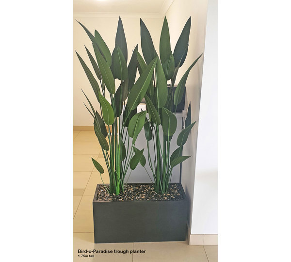 Trough Planters- with Bird-o-Paradise 1.75m tall