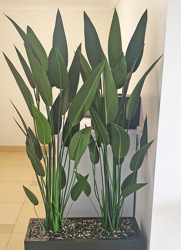 Trough Planters- with Bird-o-Paradise 1.5m tall  