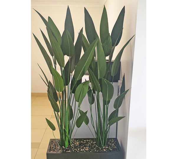 Trough Planters- with Bird-o-Paradise 1.5m tall