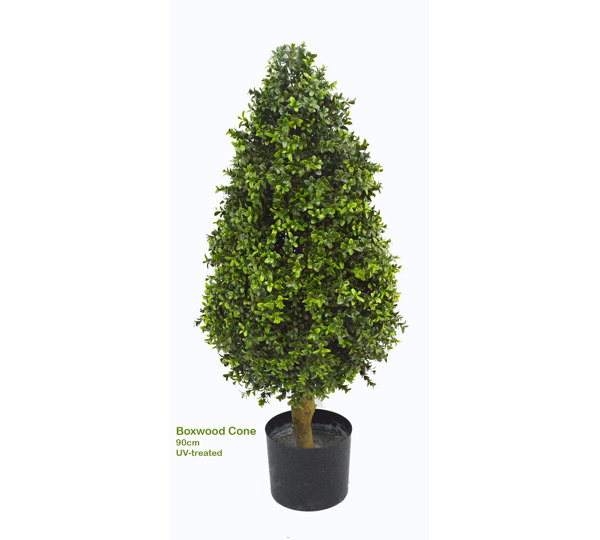 Boxwood Cone 90cm UV