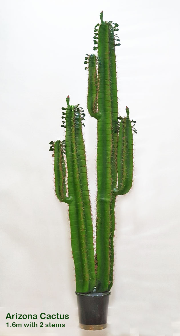 Cactii- Arizona Cactus 2m double-stem 