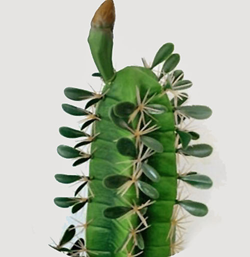 Cactii- Arizona Cactus 1.6m