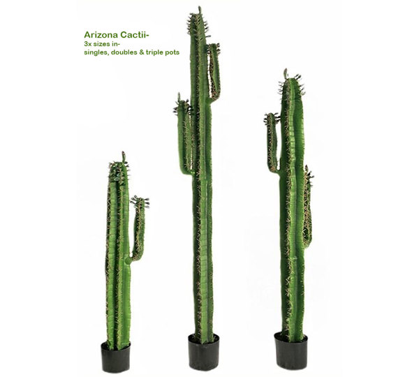 Cactii- Arizona Cactus 1.6m
