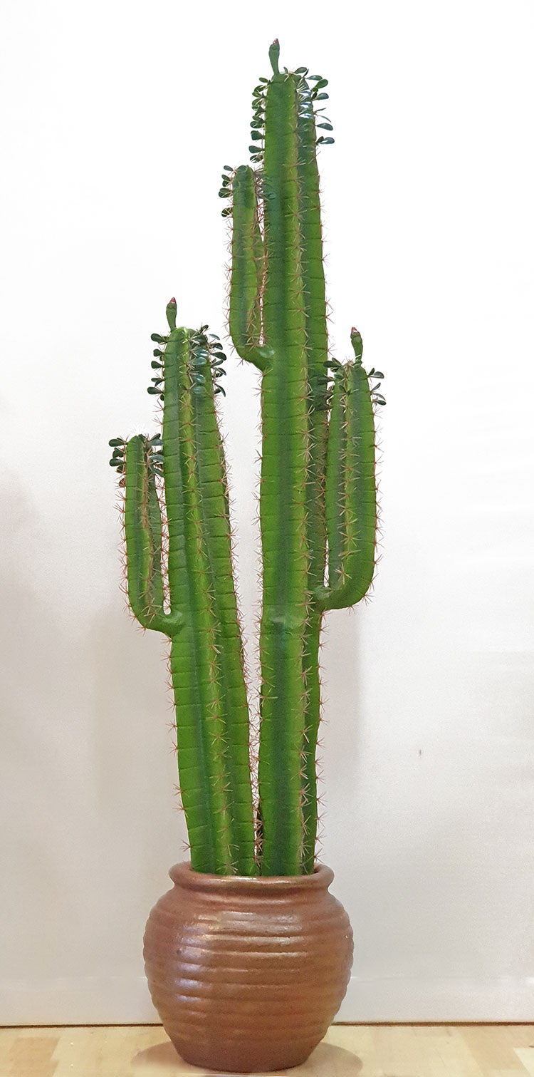 Cactii- Arizona Cactus 1.6m dbl-stem