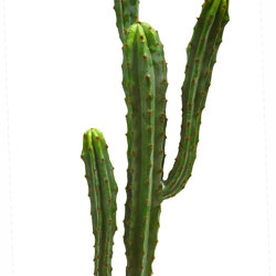 Cactii- Candelebra Cactus 1.3m - artificial plants, flowers & trees - image 5