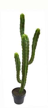 Cactii- Candelebra Cactus 1.3m