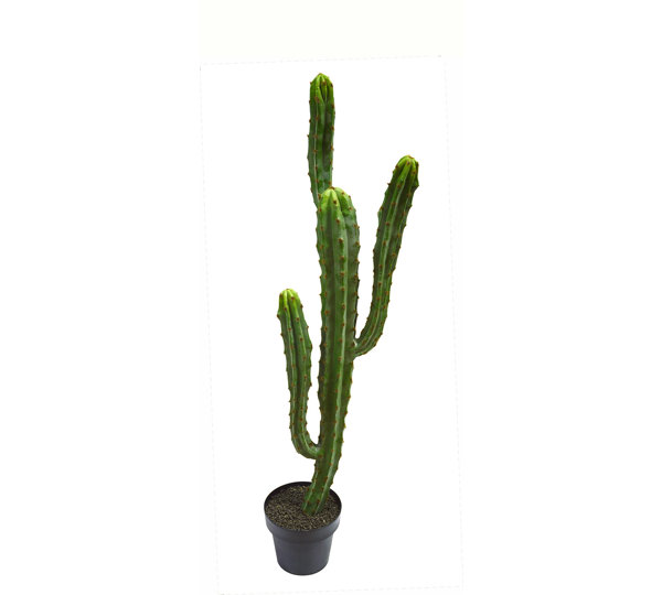 Cactii- Candelebra Cactus 1.3m