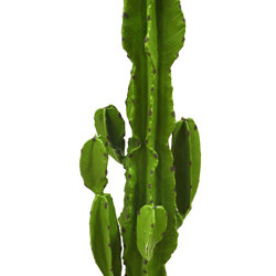 Cactii- San Pedro Cactus 1.2m - artificial plants, flowers & trees - image 8