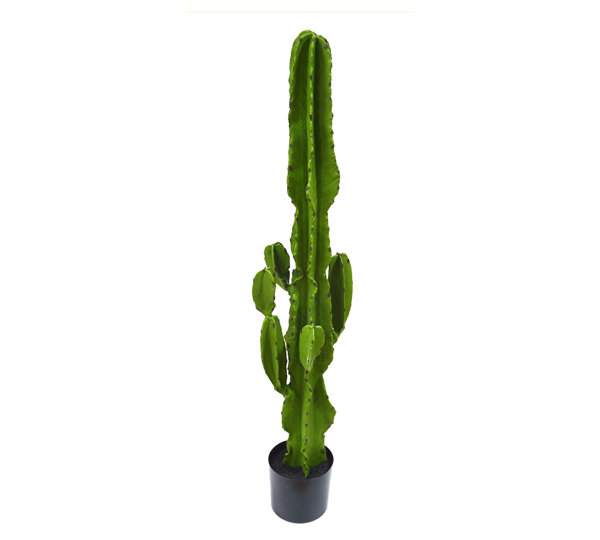Cactii- San Pedro Cactus 1.2m