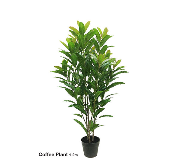 Coffee Plant 1.2m