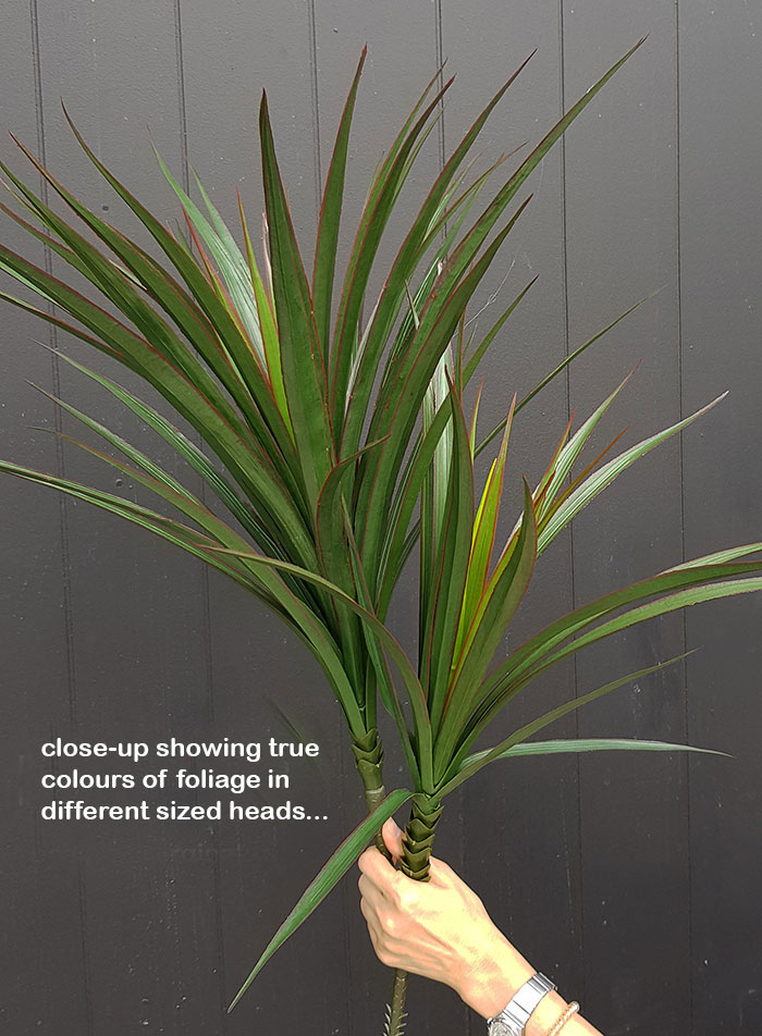 Dracaena- mini-yucca 1.2m with 4 heads