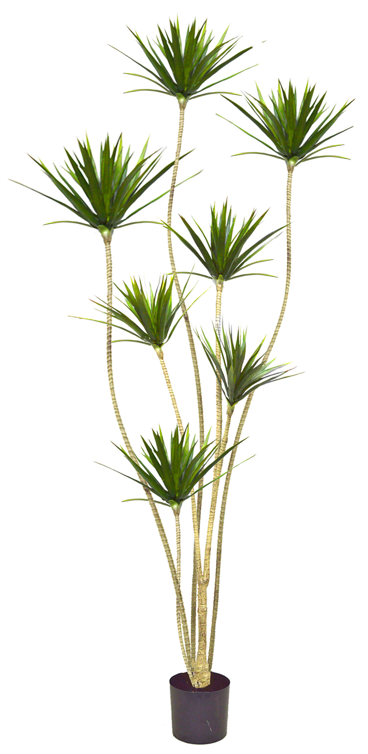 Dracaena Marginata Tree- 2.1m with 7 heads 