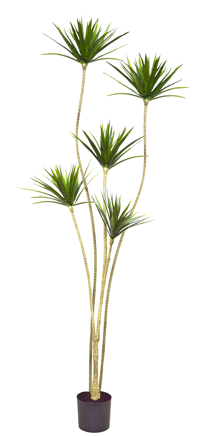 Dracaena Marginata Tree- 1.8m with 5 heads 