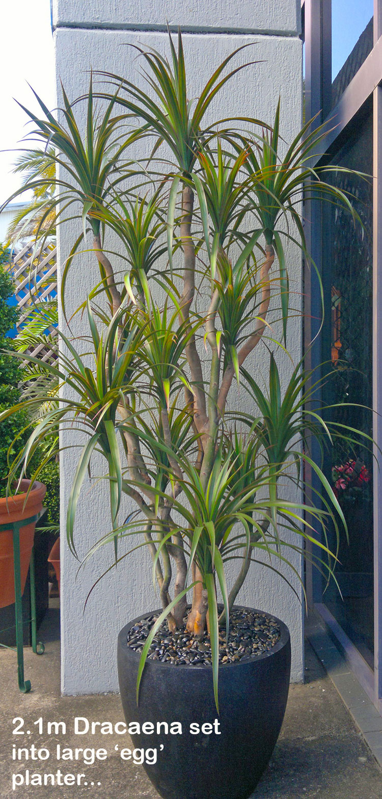 Dracaena- mini-yucca 2.1m with 10 heads