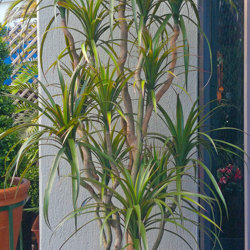 Dracaena- mini-yucca 2.1m with 10 heads - artificial plants, flowers & trees - image 2