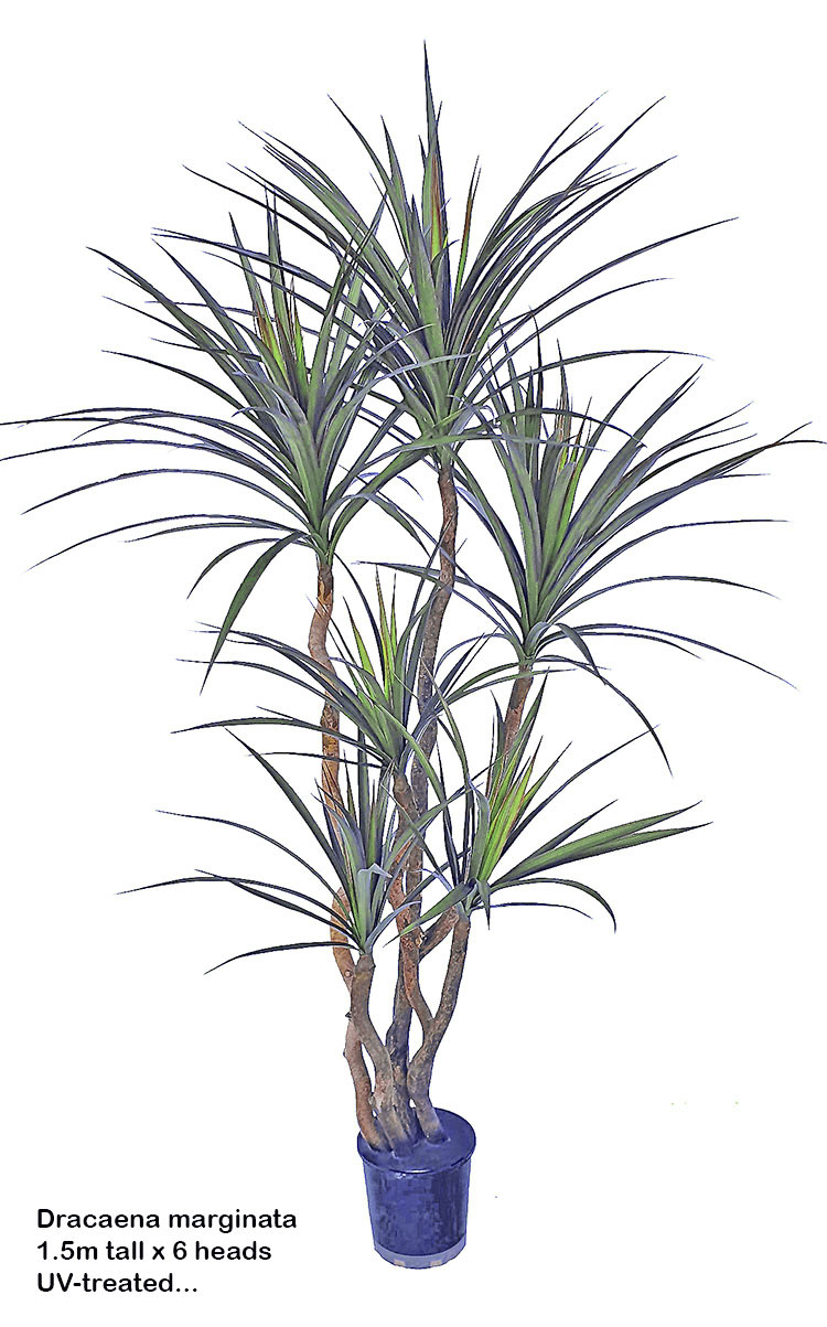 Dracaena- marginata 1.5m with 6 heads