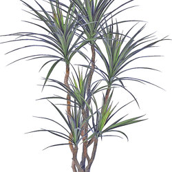 Dracaena- mini-yucca 1.5m with 6 heads - artificial plants, flowers & trees - image 10