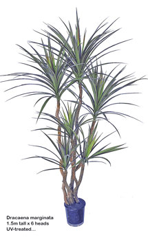 Dracaena- marginata 1.5m with 6 heads