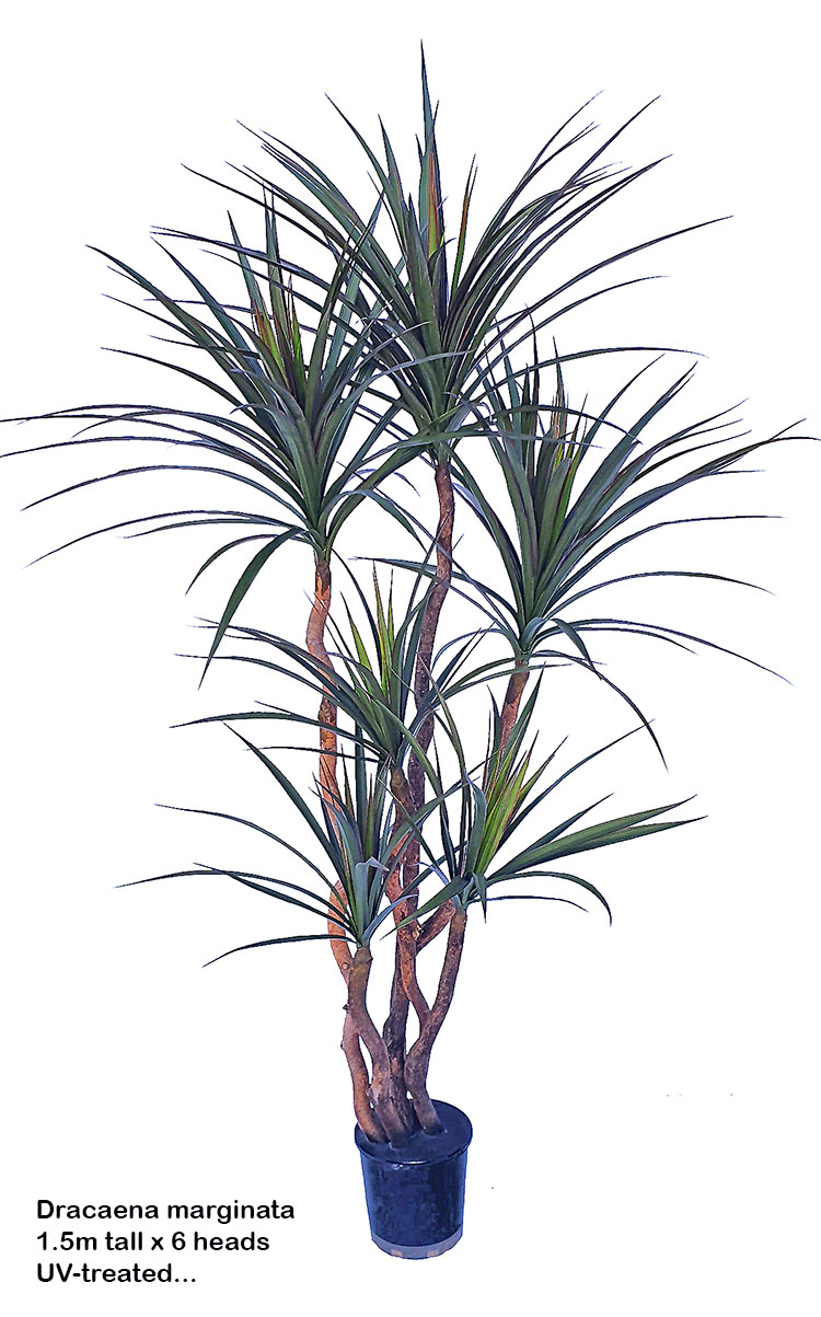 Dracaena- mini-yucca 1.2m with 4 heads